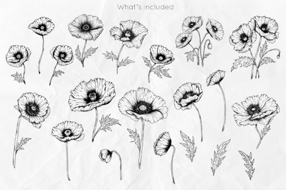 Download Poppy Flowers Line Art SVG - Poppy flowers Collection