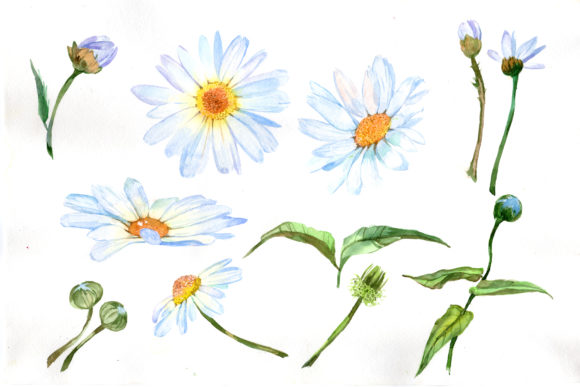 Download White Daisy Watercolor Flower Set - Premium Bundle
