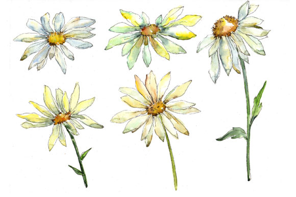Download Fine Wildflower Daisy Watercolor Set - Premium Bundle