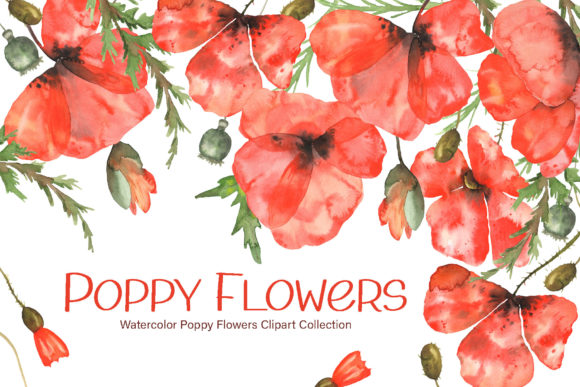 Download Watercolor Poppy Flowers Collection - Poppy flowers Collection